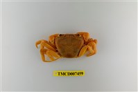 藏品(拉氏清溪蟹)的圖片